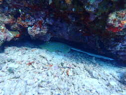 Image of Oceania fantail ray