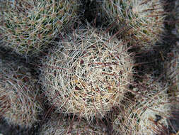 Image de Mammillaria decipiens subsp. decipiens