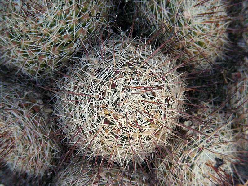 Image de Mammillaria decipiens subsp. decipiens