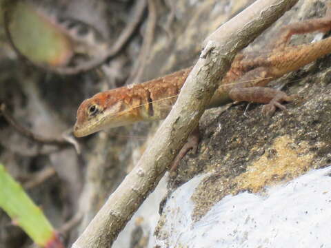 Image of Etheridge's Lava Lizard