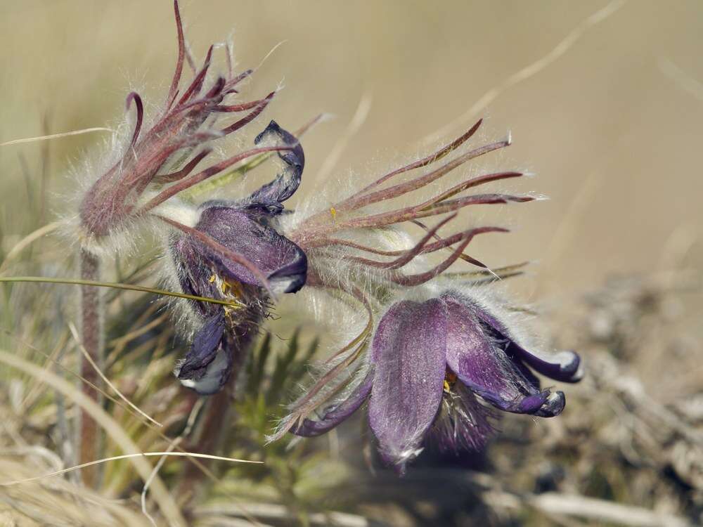 Pulsatilla pratensis (L.) Miller resmi