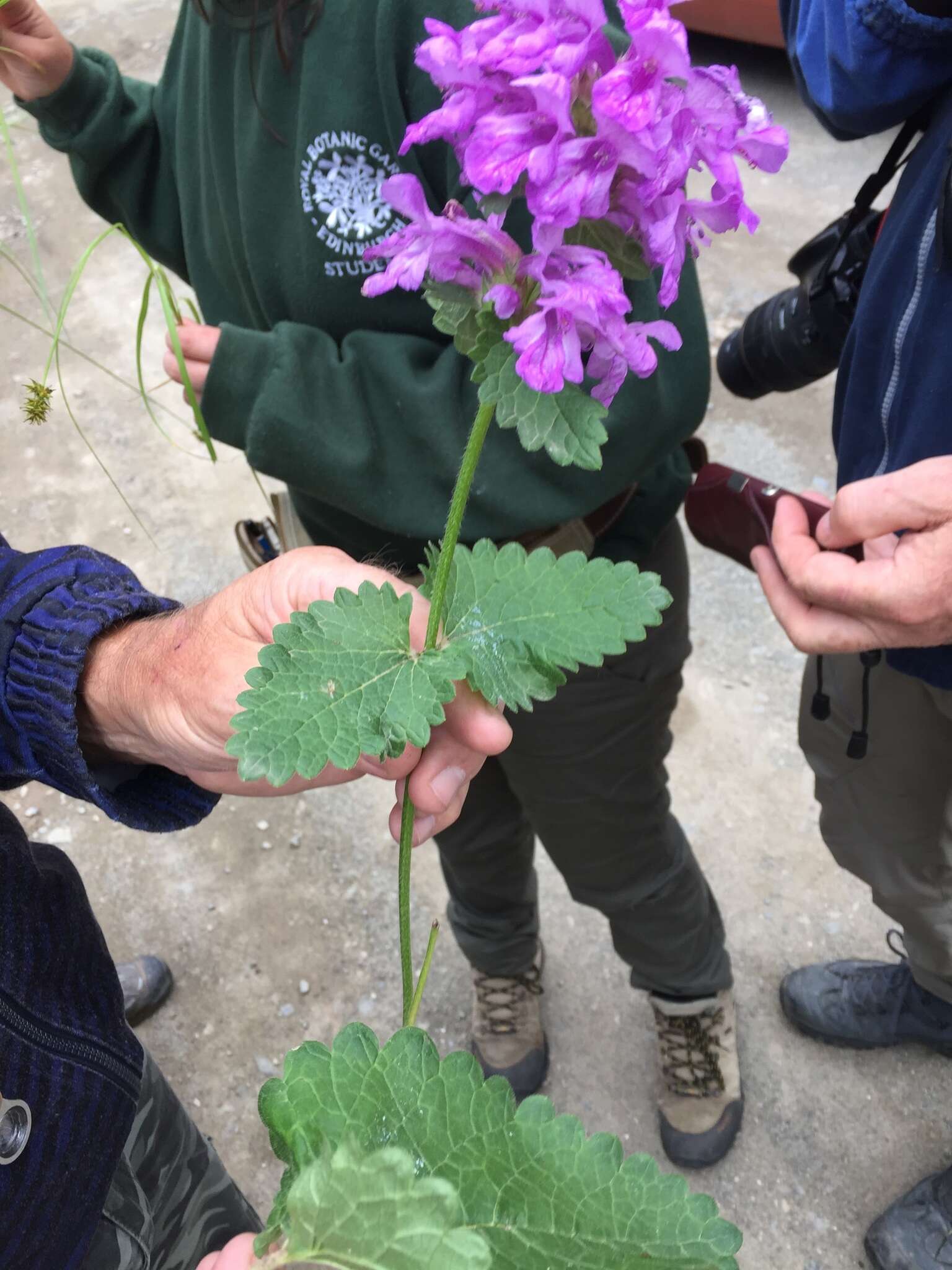 Image de Betonica macrantha K. Koch