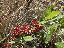 Image of Ochna leptoclada Oliv.