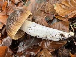 Image of Cortinarius livido-ochraceus (Berk.) Berk. 1860