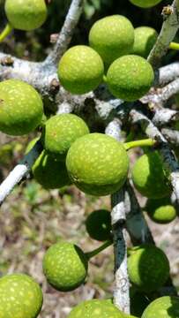 Ficus polita Vahl的圖片