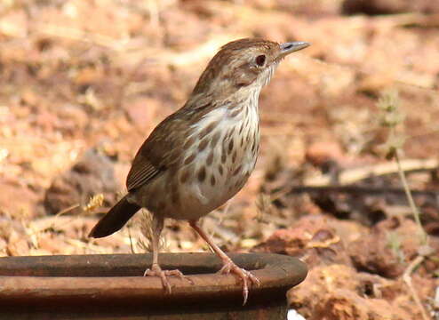 Image of Pellorneum Swainson 1832