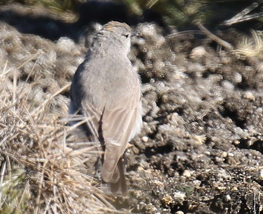 Image of Puna Ground Tyrant