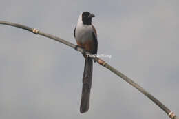 Image of Collared Treepie