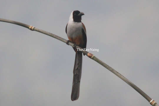 Image of Collared Treepie