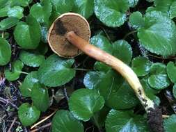 Image of Chalciporus piperatoides (A. H. Sm. & Thiers) T. J. Baroni & Both 1991