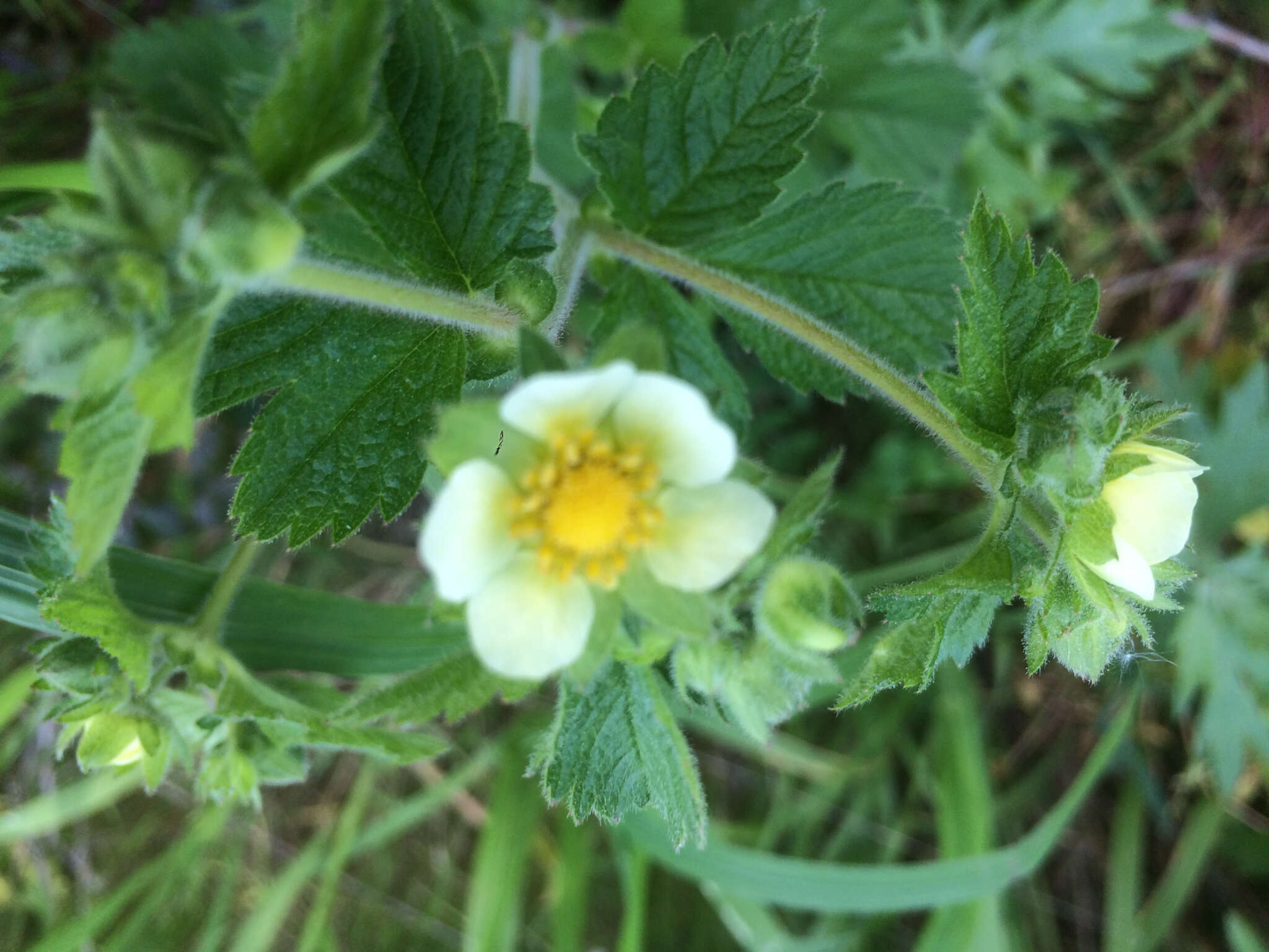 Image of Sticky Woodbeauty