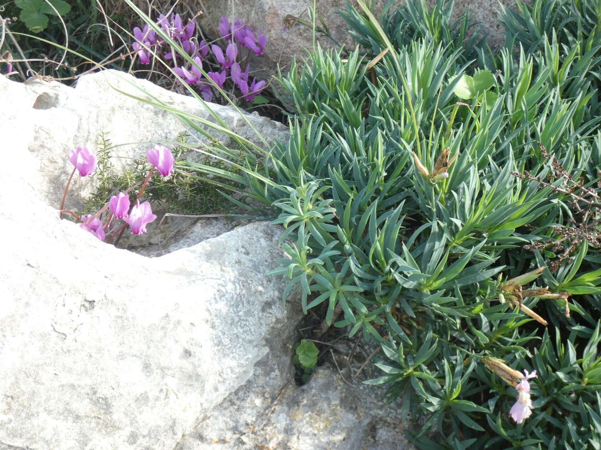 Image of Dianthus rupicola Biv.