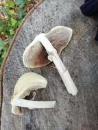 Image de Agrocybe rivulosa Nauta 2003