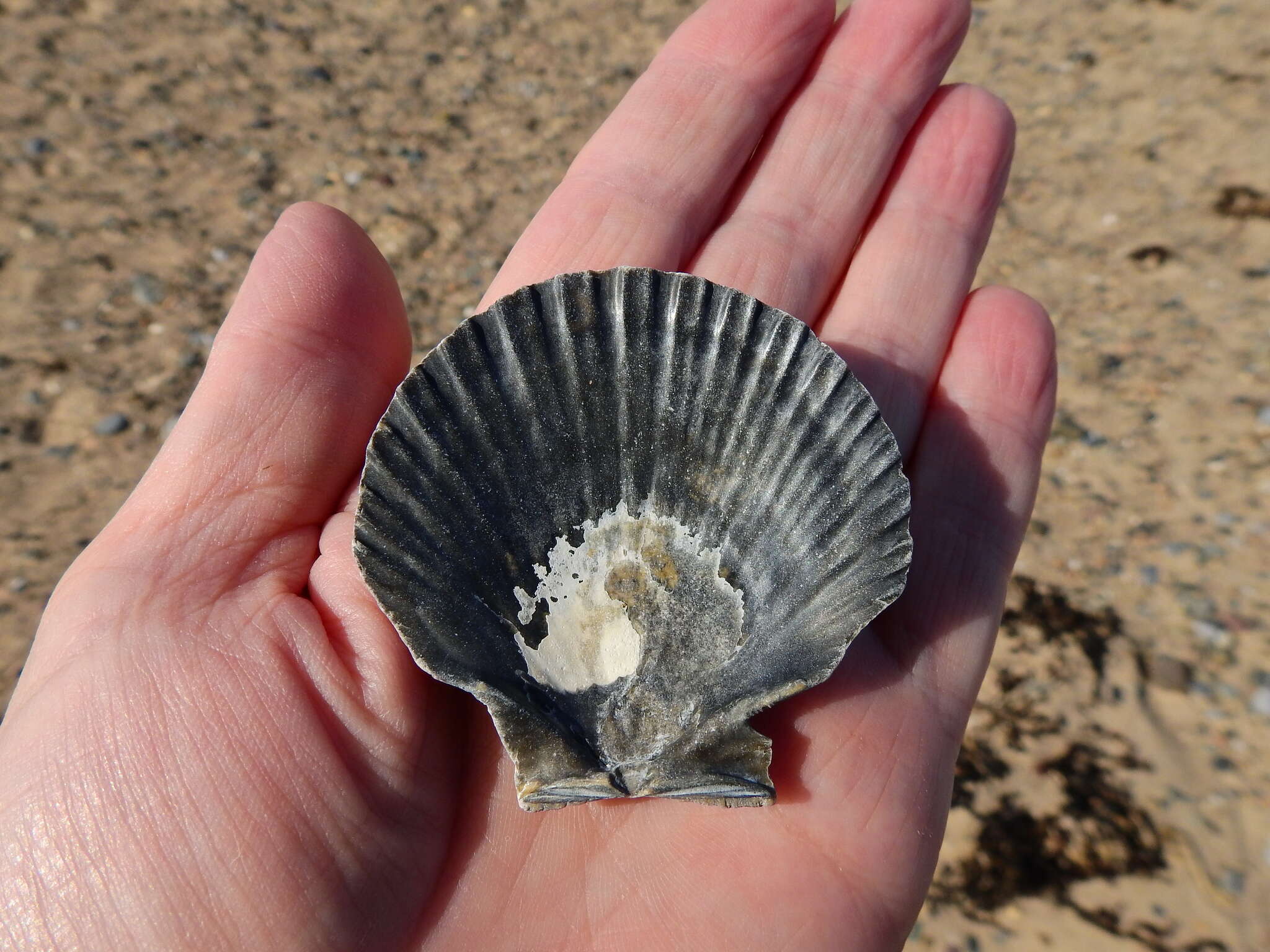 Imagem de Aequipecten opercularis (Linnaeus 1758)