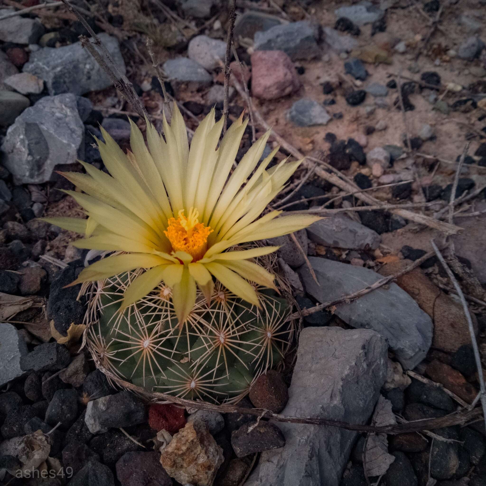 Image of Chihuahuan Foxtail Cactus