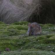 Image of Andean tapeti