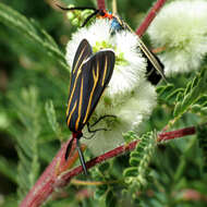 Imagem de Ctenucha venosa Walker 1854