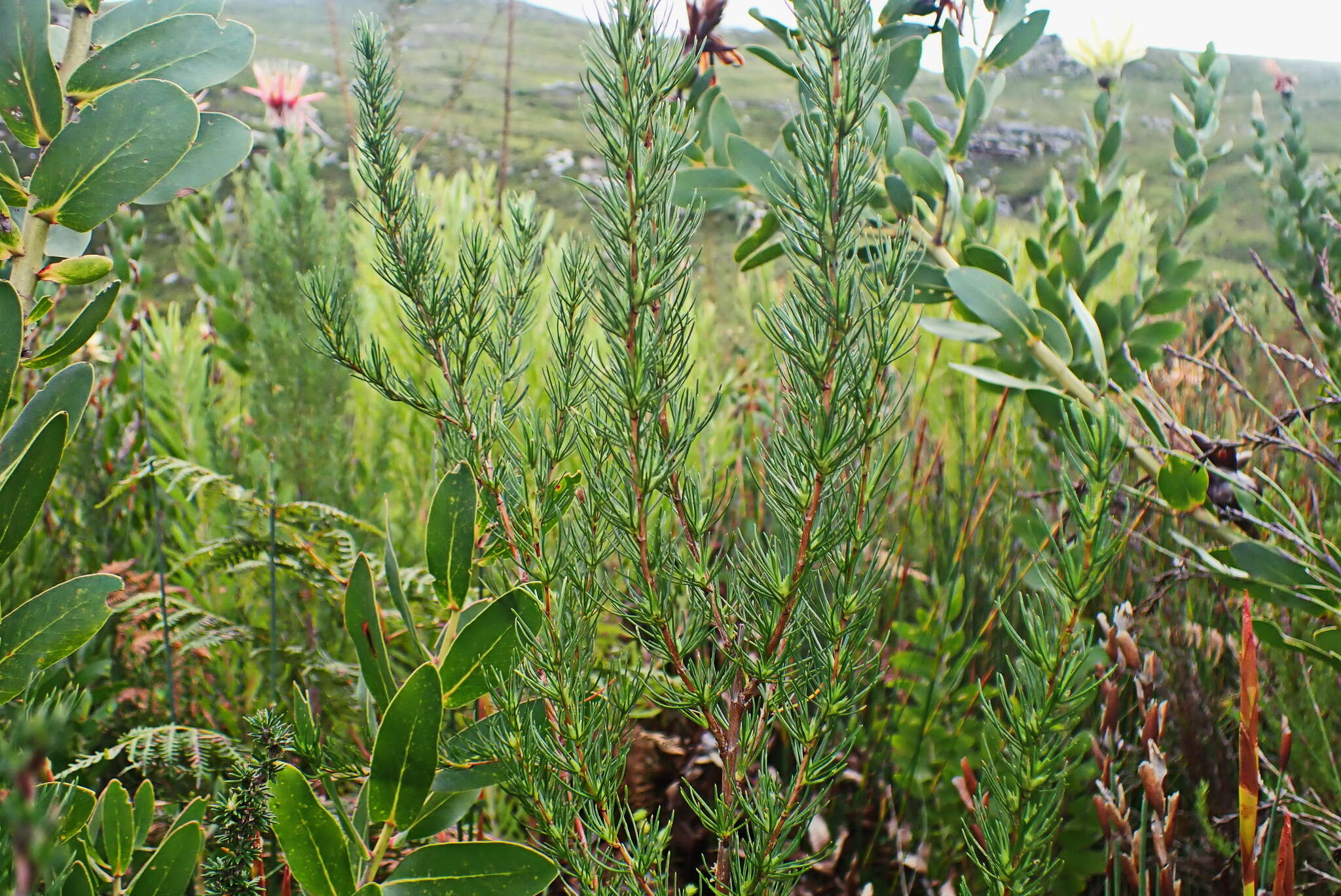 Image of Cliffortia burchellii Stapf