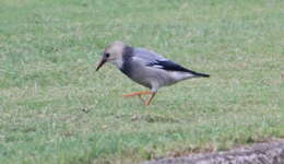 Image of Red-billed Starling