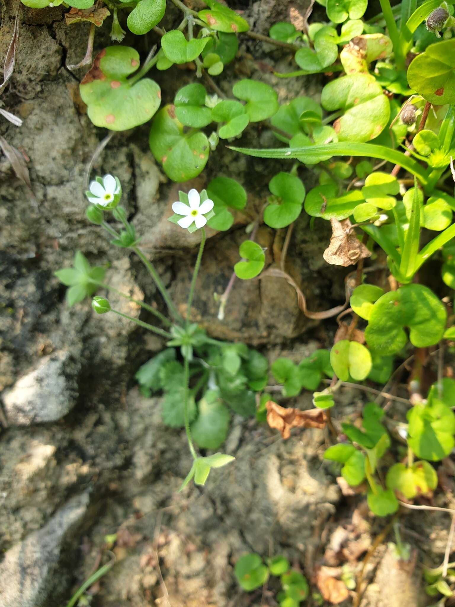 Image of Androsace umbellata (Lour.) Merr.