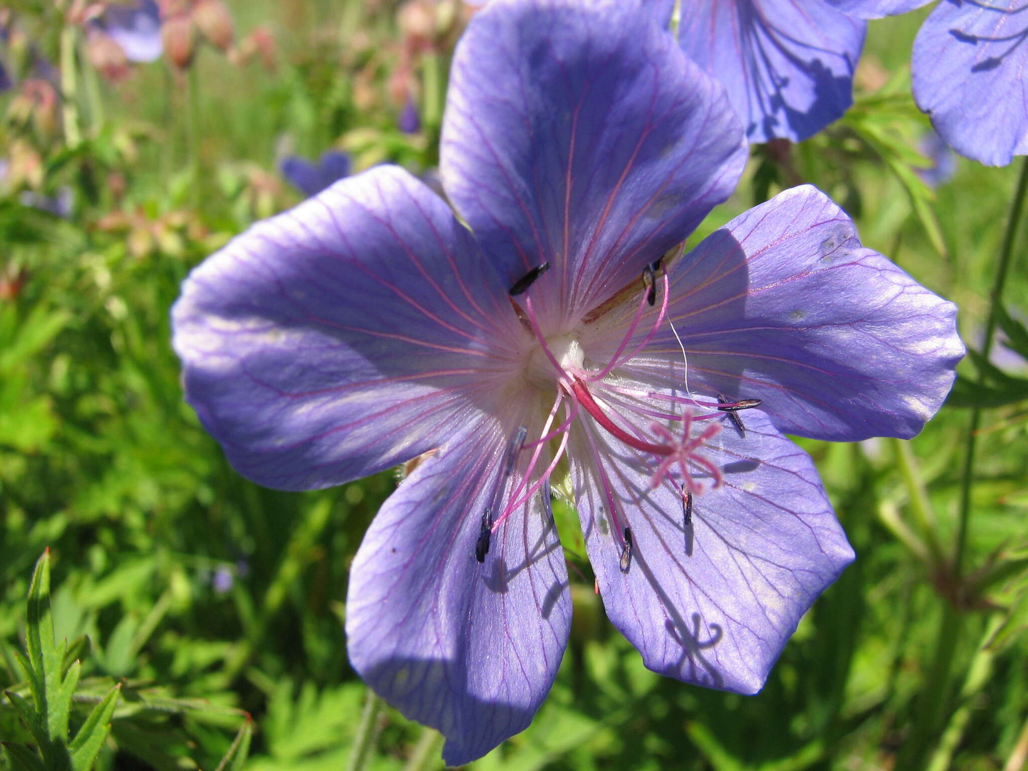 Imagem de Geranium sergievskajae