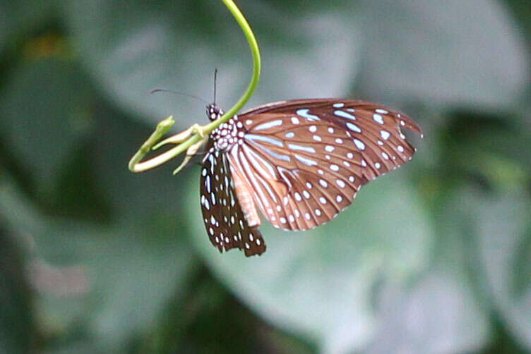 Image of <i>Tirumala septentrionis</i>