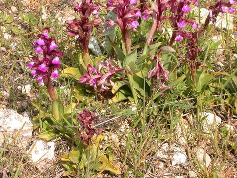 Image of Anacamptis cyrenaica (E. A. Durand & Barratte) H. Kretzschmar, Eccarius & H. Dietr.