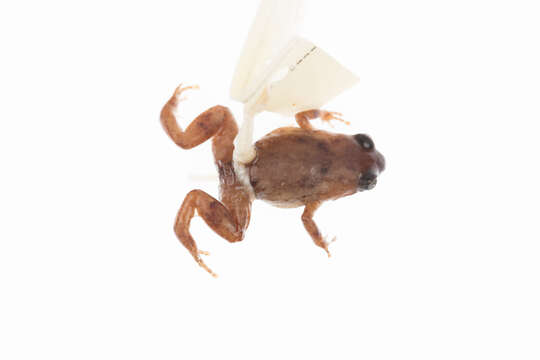 Image of Hosmer's Frog