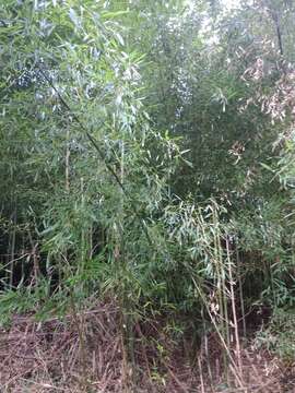 Image of yellow grove bamboo