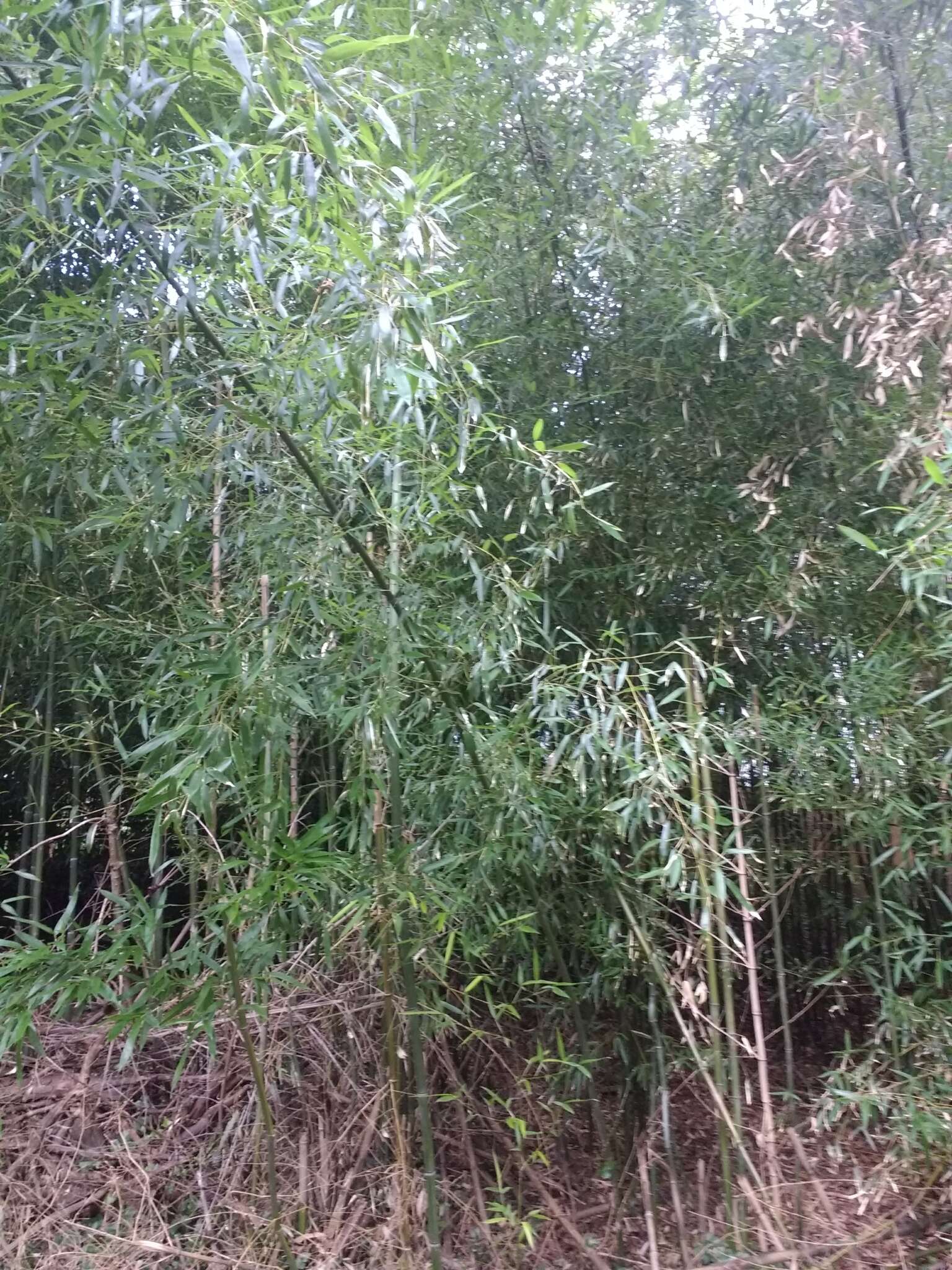 Image of yellow grove bamboo