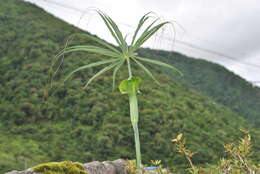 Imagem de Arisaema erubescens (Wall.) Schott