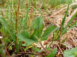 Image of Fragaria ananassa subsp. cuneifolia (Nett. ex Howell) G. Staudt