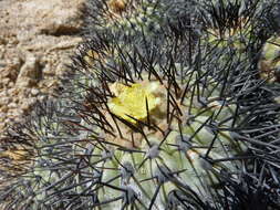 Image of Copiapoa longistaminea F. Ritter