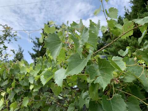 Plancia ëd Vitis monticola Buckl.