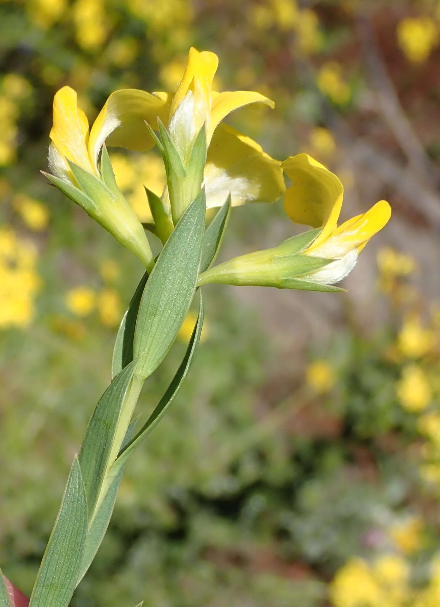 Слика од Aspalathus angustifolia subsp. angustifolia