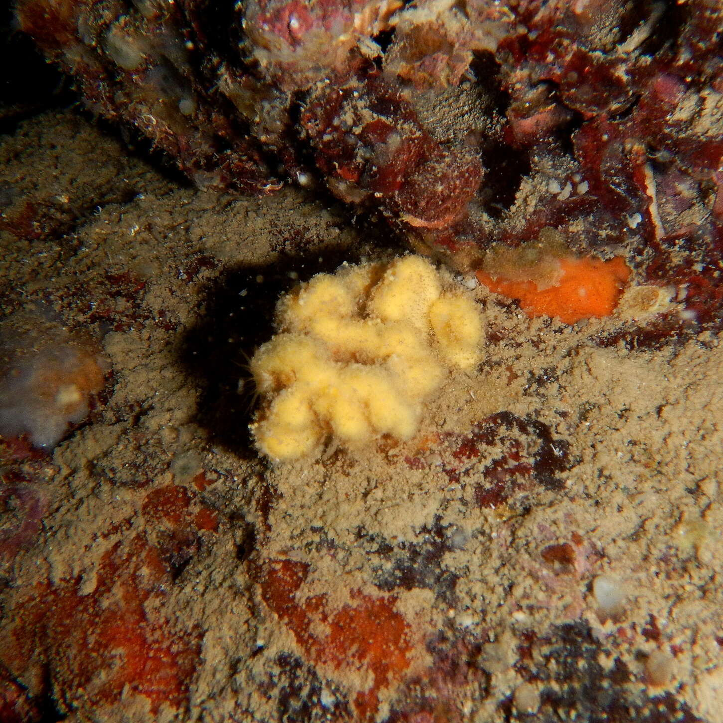 Image of crumpled duster sponge