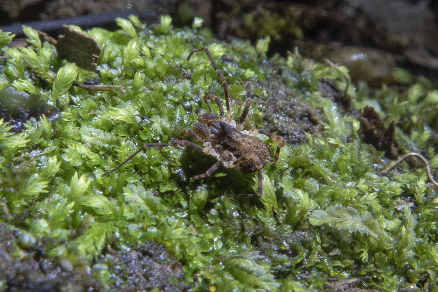 Image of Pristobunus acentrus insulanus Forster 1954