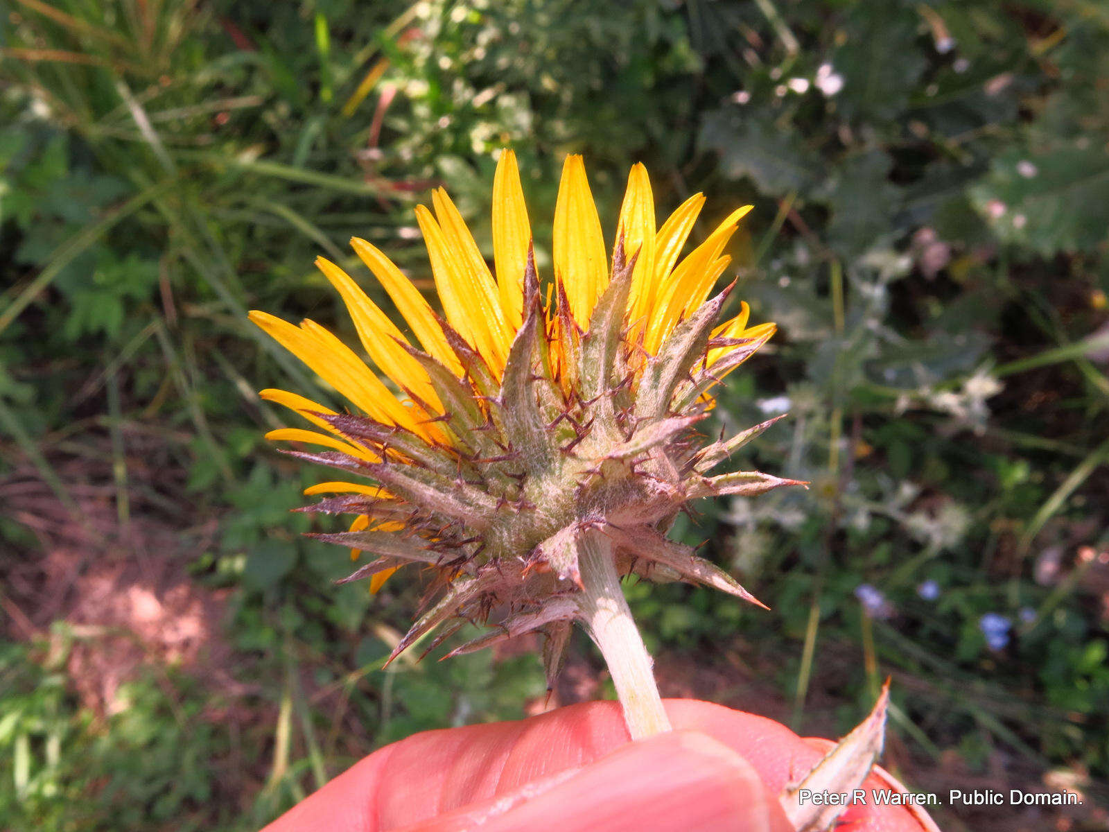 Image of Berkheya maritima J. M. Wood