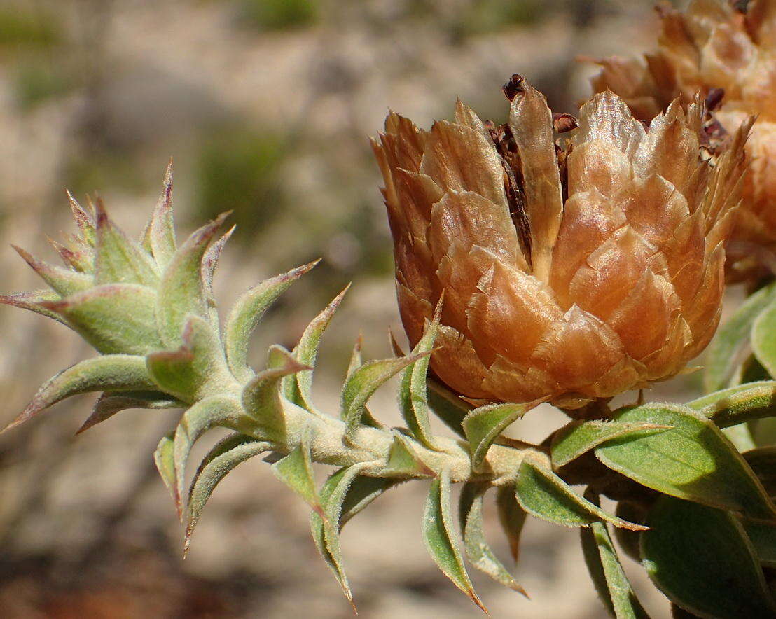 صورة Oedera speciosa (DC.) N. G. Bergh