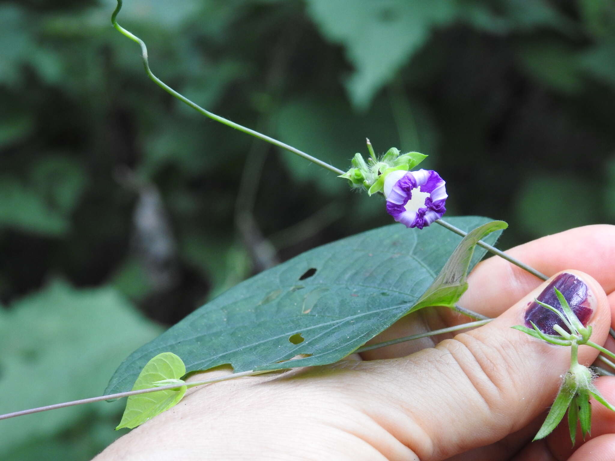 Ipomoea meyeri (Spreng.) G. Don resmi