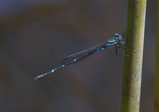 Image of Dune Ringtail