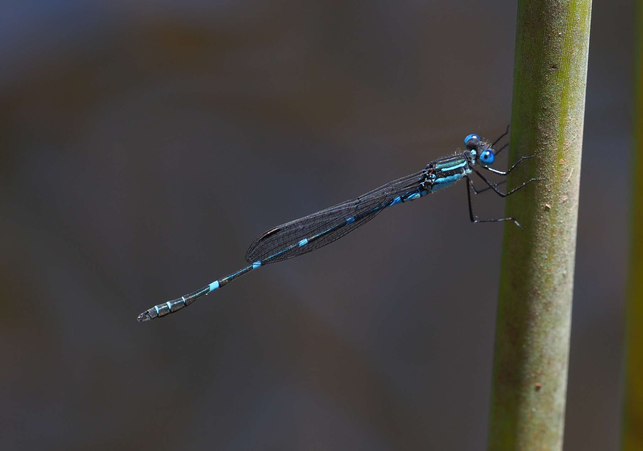 Image of Dune Ringtail