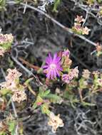 Image of Ruschia macowanii (L. Bol.) Schwant. apud Jacobsen