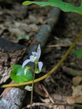 Image of Triphora trianthophoros subsp. trianthophoros