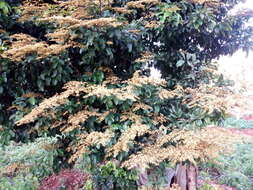 Image of velvet tamarind