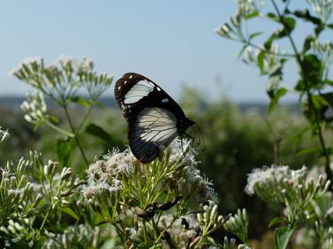 Image de Amauris niavius Linnaeus 1758