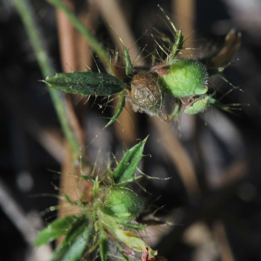 Image of sidebeak pencilflower