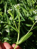 Image of white ballmustard