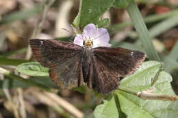 Image of Golden-headed Scallopwing