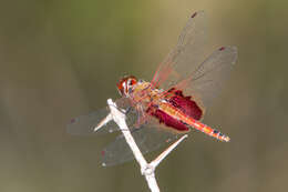 Image of Red Saddlebags